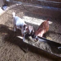 کره ماده چاق|حیوانات مزرعه|یزد, |دیوار