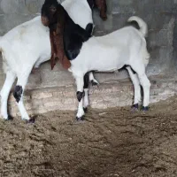 بزغالهاصلپاکستانی|حیوانات مزرعه|همدان, |دیوار