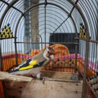 سهره دورگ معاوضه عروس هلندی،سهره کرمونی|پرنده|شیراز, شهرک مدرس|دیوار