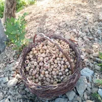 انجیر کوهی ارگانیک کاملا طبیعی|خوردنی و آشامیدنی|شیراز, شهرک فرهنگیان|دیوار
