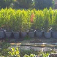 لاوسون در سه سایز|گل و گیاه طبیعی|رامسر, |دیوار