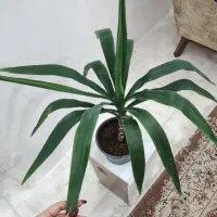 یوکا|گل و گیاه طبیعی|قزوین, |دیوار