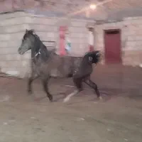 اسب|اسب و تجهیزات اسب‌سواری|ایلام, |دیوار
