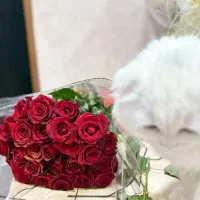 گربه خانگی|گربه|ایرانشهر, |دیوار