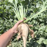 فروش چغندر قند برای دام