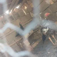 مرغ خروس  کفتر|پرنده|سراوان, |دیوار