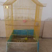 قفس
