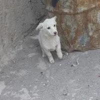 سگ پاکوتاه|سگ|رفسنجان, |دیوار