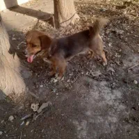 این سگ پیدا شده