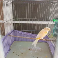 قناری نر طلایی یکساله