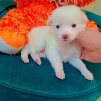 پامر اشپیز عروسکی|سگ|رشت, دیانتی|دیوار