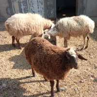 میش جوان با بره