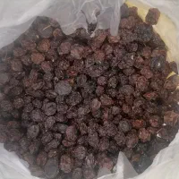 آلوچه اقلید