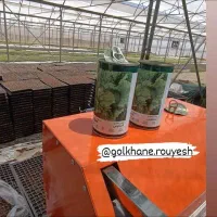 گلخانه رویش.تولیدکننده انواع نشا با کیفیت مناسب|خدمات باغبانی و درختکاری|هشتگرد, شهرک گلخانه|دیوار