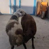 بره قوچ افشاری|حیوانات مزرعه|بیستون, |دیوار