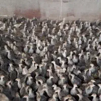 جوجه بوقلمون برنز انگلیسی سینه پهن ۴۵ روزه|حیوانات مزرعه|همدان, |دیوار
