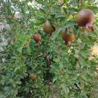 باغ-565-متری-حاجی-آباد-شاهین-شهر