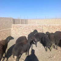 میش وبره قوچ افشاری پلنگی کردی قرقزل