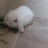 خرگوش پشمالو لپ|موش و خرگوش|سراوان, |دیوار