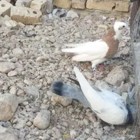 طوق زرد نر|پرنده|خرامه, |دیوار