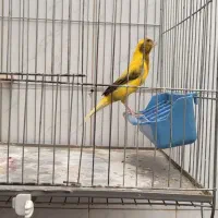 قناری نر|پرنده|اصفهان, کلمان|دیوار