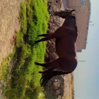 اسب دوساله نریون