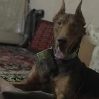 دوبرمن اصیل نر بلوطی