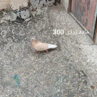 کفتر گرفتنی|پرنده|قم, دروازه ری|دیوار