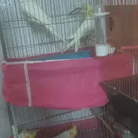 دوجفت عروس خوشکل وسرحال وآماده تخم جوجه دادن|پرنده|ابریشم, |دیوار