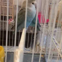 کوتوله خوش رنگ|پرنده|مشهد, نیروی هوایی|دیوار