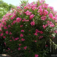 گل و گیاه نهال|گل و گیاه طبیعی|اهواز, شهرک نفت|دیوار