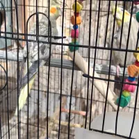 عروس هلندی|پرنده|خرمشهر, |دیوار