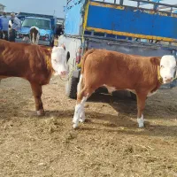 گوساله پرواری