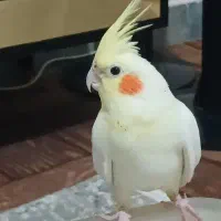 عروس هلندی لوتینو|پرنده|مرودشت, بیست متری بیمارستان|دیوار