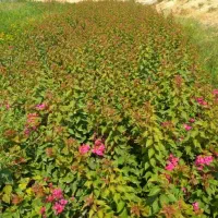 فروش نهال فضای سبز|خدمات باغبانی و درختکاری|بوشهر, |دیوار