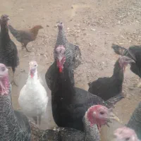 بوقلمون نر ومادع|حیوانات مزرعه|ماهیدشت, |دیوار