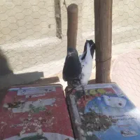 کبوتر فروشی|پرنده|فارسان, |دیوار