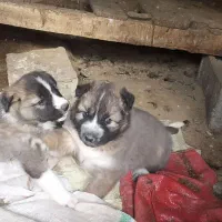 توله  نرهاسکی