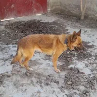 پیتبول و ژرمن معاوضه با پامر