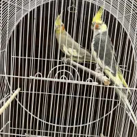 عروس هلندی|پرنده|آستارا, |دیوار