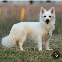 سگ پیدا شده. توجه توضیحات خوانده شود