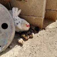 مرغ قپ و جوجه