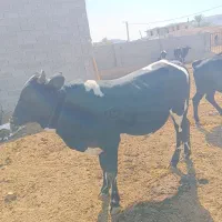 فروش گوساله نر|حیوانات مزرعه|فراشبند, |دیوار