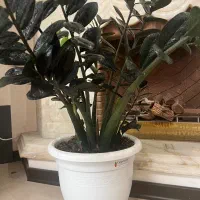 گیاه شاداب و مناسب|گل و گیاه طبیعی|تهران, امانیه|دیوار