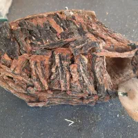 چال پرنده
