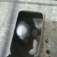 مرغ عشق مولد|پرنده|پاکدشت, شهرک امام رضا|دیوار