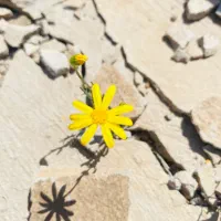 حج عمره فروش ۴ عدد