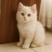 بچه گربه نژاد بریتیش