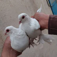 کبوتر  لوتی یک جفت چشم قرمز و شامی زرد|پرنده|خسروشاه, |دیوار