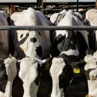 اجاره دامداری